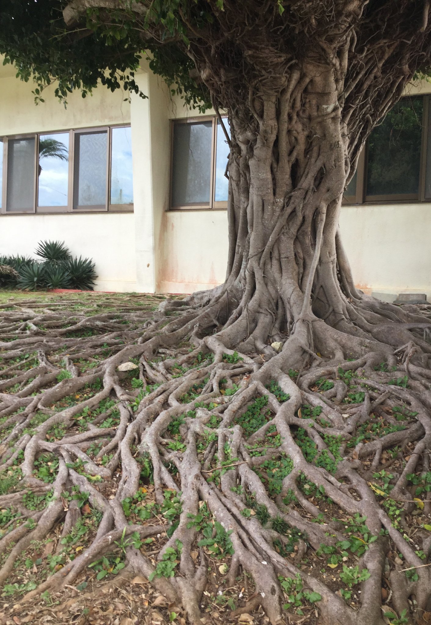 Tree in Okinawa
